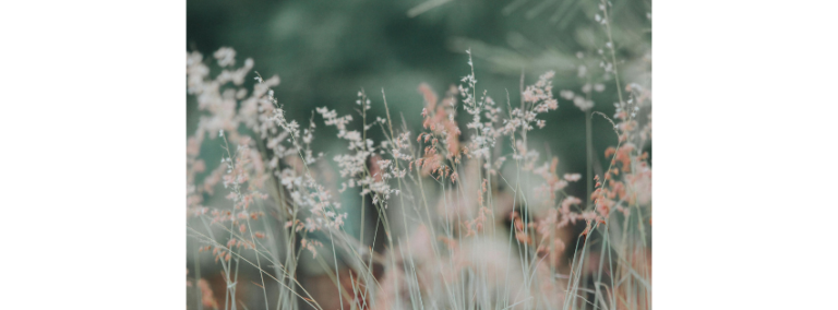 Soft blurred grasses and pale blossom in green light
