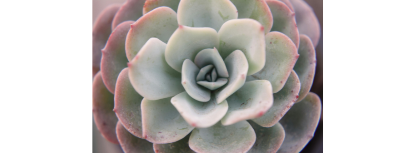 A pale green succulent photographed close up