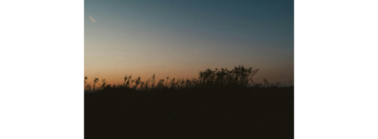 Trees and tall grasses silhouetted against a fading dusk sky