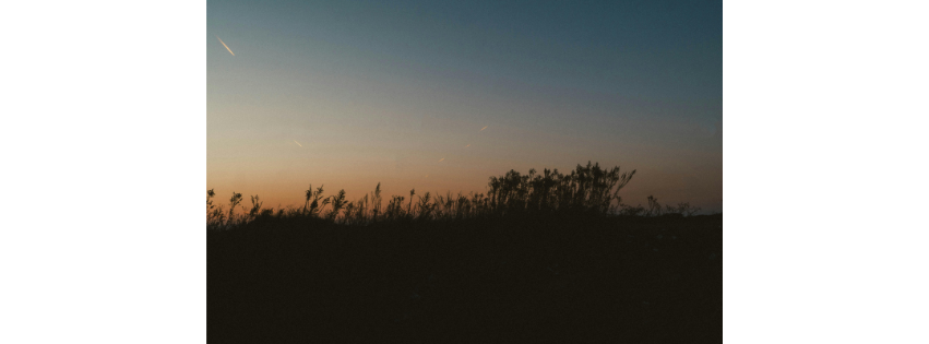 Trees and tall grasses silhouetted against a fading dusk sky