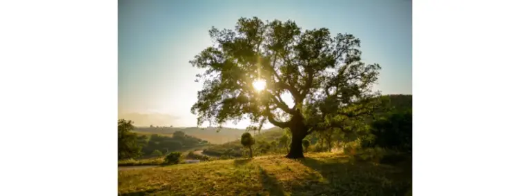 A large oak in full leaf with sunlight breaking through its branches