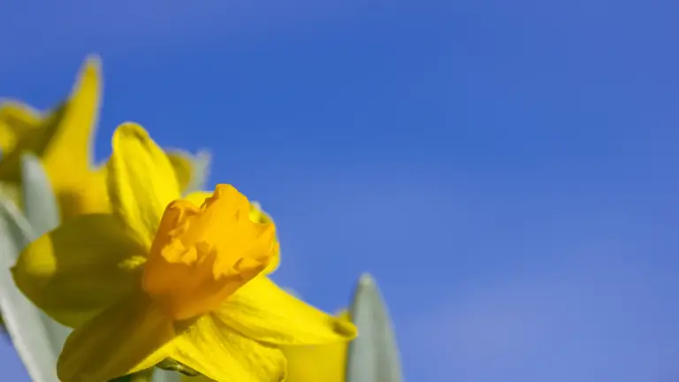 A yellow daffodil against a deep blue sky