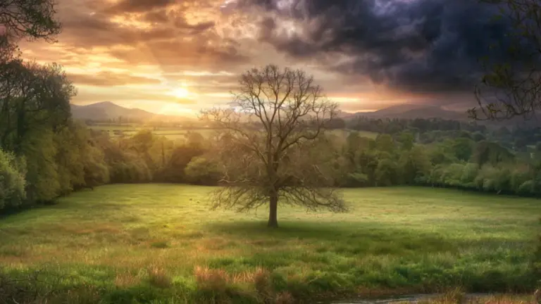 A bare tree standing alone in a field beneath a heavy sunset sky